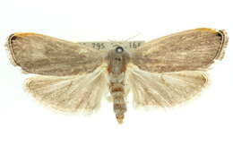 Image of Xylorycta flavicosta Lucas 1893