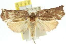 Homona mermerodes Meyrick 1910 resmi