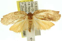 Image of Homona spargotis Meyrick 1910