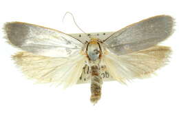 Image of <i>Xylorycta philonympha</i>