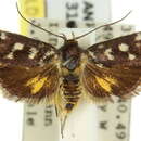 Image of Telecrates desmochrysa Lower 1896