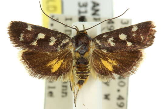 Image of Telecrates desmochrysa Lower 1896