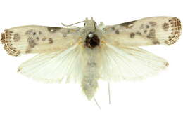 Image of Arignota stercorata