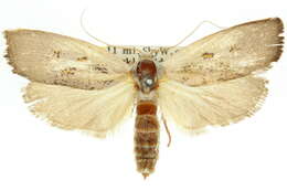 Image of <i>Brachybelistis blackburnii</i>