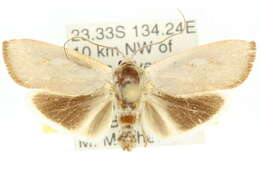 Image of Brachybelistis neomorpha Turner 1902