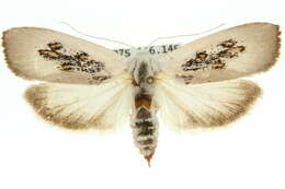 Image of <i>Brachybelistis pentachroa</i>