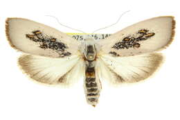 Image of <i>Brachybelistis pentachroa</i>