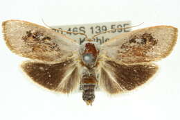 Image of Brachybelistis neomorpha Turner 1902