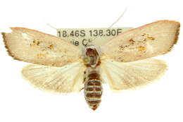 Image of Brachybelistis neomorpha Turner 1902