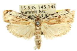 Image of Xylodryadella cryeranthes Meyrick 1925