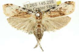 Image of Xylodryadella cryeranthes Meyrick 1925