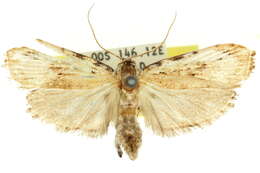 Plancia ëd Xylodryadella cryeranthes Meyrick 1925