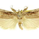 Imagem de Xylomimetes trachyptera Turner 1900