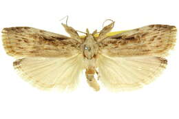 Image of Xylomimetes trachyptera Turner 1900