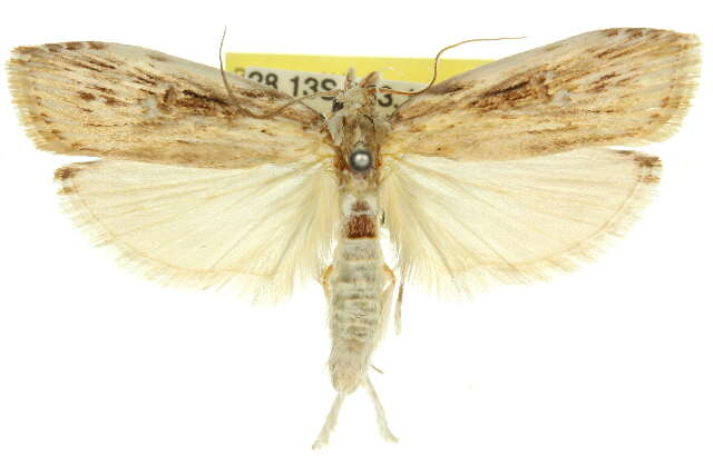 Image of Xylomimetes scholastis Turner 1916