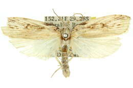 Image of Xylomimetes scholastis Turner 1916