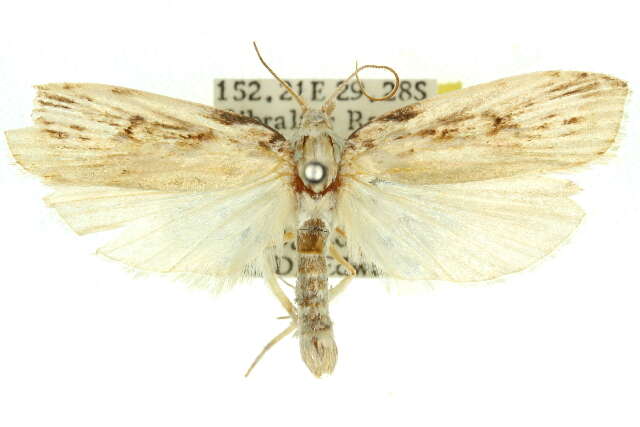 Image of Xylomimetes scholastis Turner 1916