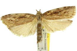 Image of Xylomimetes scholastis Turner 1916