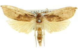 Image of <i>Pilostibes basivitta</i>