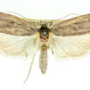 Image of Eporycta hiracopis Meyrick 1921