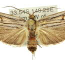 Plancia ëd Cryptophasa isoneura Lower 1902