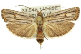 Image of Cryptophasa isoneura Lower 1902