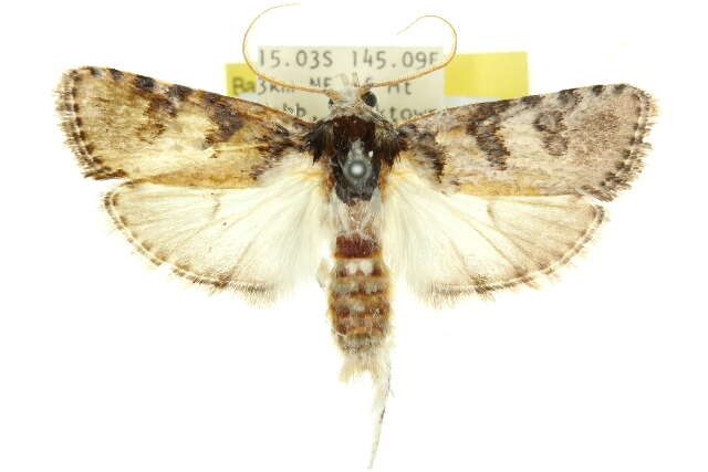 Image of Cryptophasa nephrosema Turner 1897