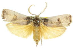 Plancia ëd Cryptophasa platypedimela Lower 1894