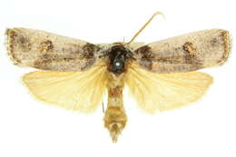 Image of Cryptophasa platypedimela Lower 1894