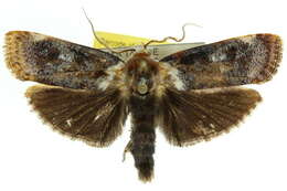 Image of Cryptophasa porphyritis Turner 1906