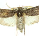 Image of Cryptophasa leucadelpha Meyrick 1887