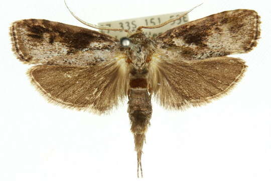 Image of Cryptophasa molaris Lucas 1900