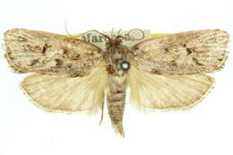 Image of <i>Cryptophasa themerodes</i>