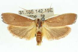 Image of Cryptophasa citrinopa Lower 1915