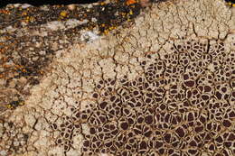 Image of rim lichen