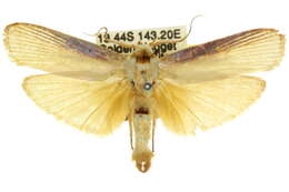 Image of Cryptophasa phaeochtha Meyrick 1925