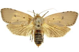 Image of Cryptophasa sarcinota Meyrick 1890