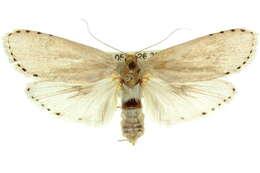 Image of Cryptophasa delocentra