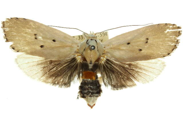 Image of Cryptophasa balteata Walker 1866