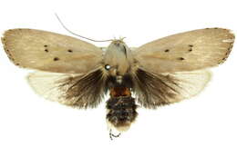 Image of Cryptophasa balteata Walker 1866