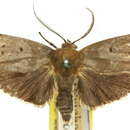 Image of Cryptophasa nigricincta Turner 1897