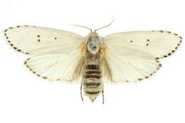 Image of Cryptophasa nigricincta Turner 1897