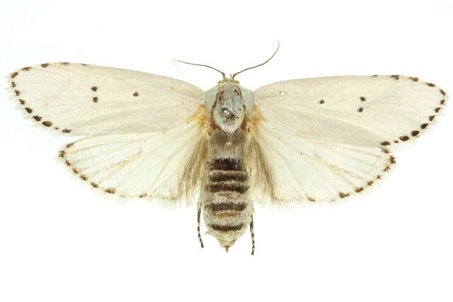 Image of Cryptophasa nigricincta Turner 1897