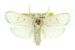 Image of Cryptophasa byssinopis Turner 1902