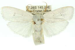 Image of Cryptophasa byssinopis Turner 1902