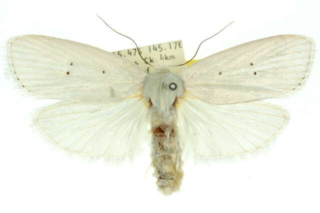 Image of Cryptophasa byssinopis Turner 1902