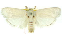 Image of Cryptophasa panleuca Lower 1901