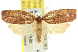 Image of Procalyptis parooptera Turner 1925