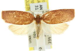 Image of Procalyptis parooptera Turner 1925