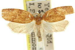 Image of Procalyptis parooptera Turner 1925